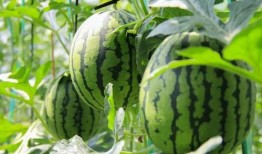 汾阳吃瓜群众免费吃瓜微信,免费吃瓜活动引全民热议